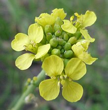 Hirschfeldia incana flower